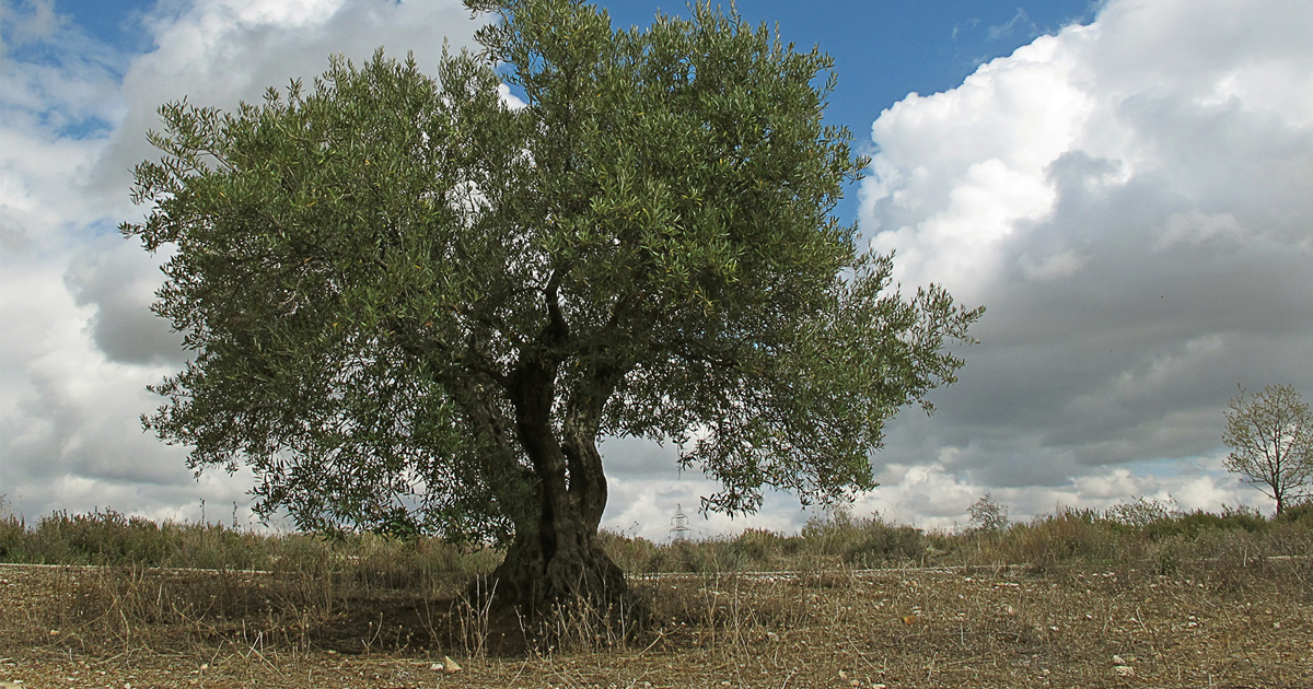 The Olive Tree: Deeply Rooted in Palestine’s History and Identity